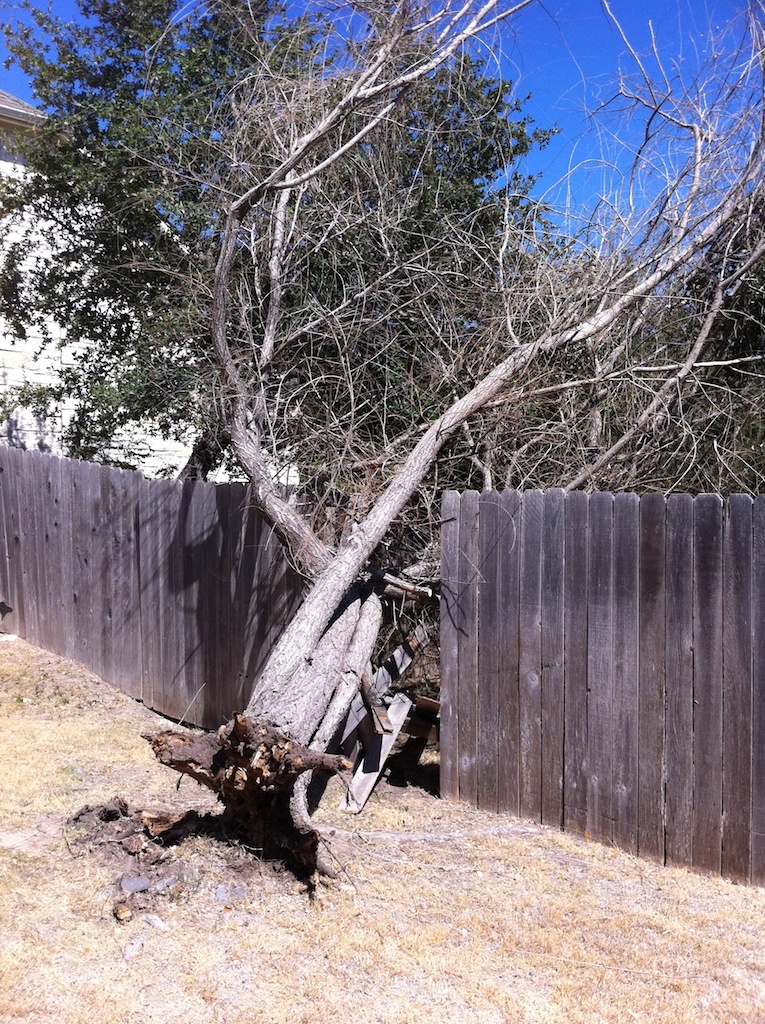 2011-09-06-Dead Wheeping Willow-02 CC Outdoors.jpg